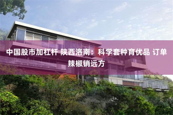 中国股市加杠杆 陕西洛南：科学套种育优品 订单辣椒销远方
